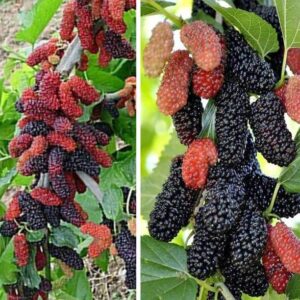 Greenery Nursery Shahtoot/Mulberry Plant