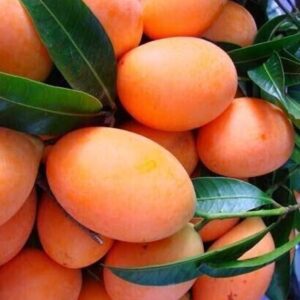 PlantNature Mango Plant