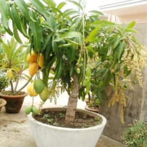 GreenyOn Mango Plant