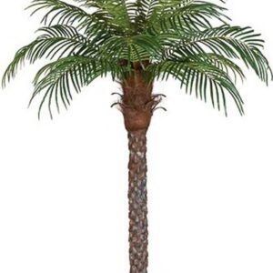 Decorate The World Areca Palm