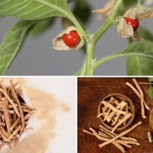 Cloud Farm Ashwagandha/Indian Ginseng