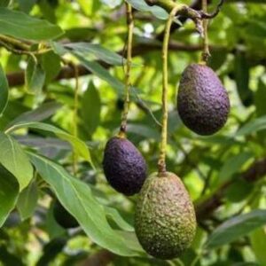 ADANNAYA Avocado Plant