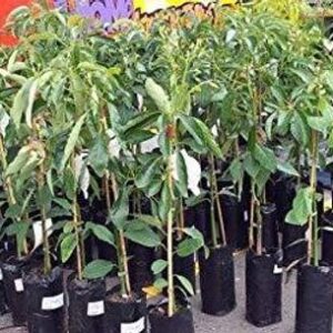 greenhousestore Avocado Plant