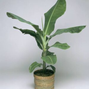 BULAPLANTHOUSE Banana Plant
