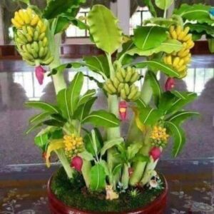 Agacha Banana Plant