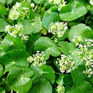Aquinnah Graden Centella Plant