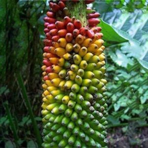 APOSOLUARD Banana Plant