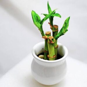 ARYAN EVERGREEN Two Layer Bamboo Plant