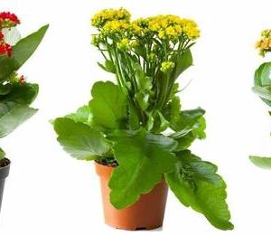 GreensFord Kalanchoe Plant