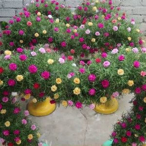 Agacha Portulaca Plant