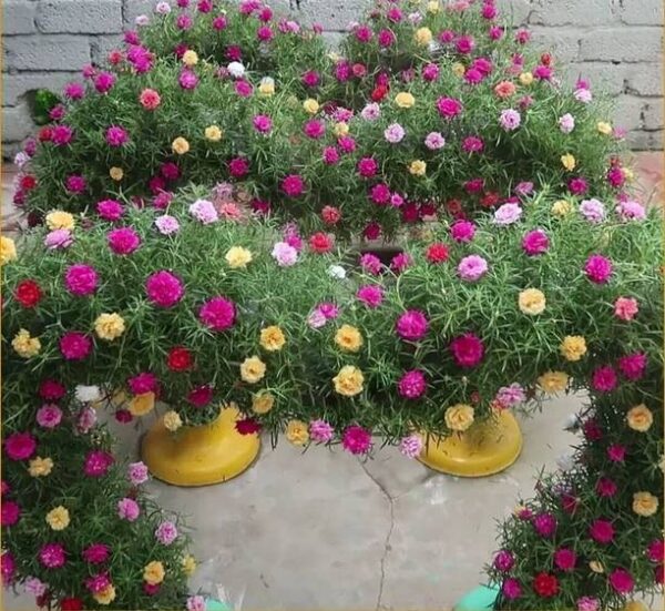 Agacha Portulaca Plant