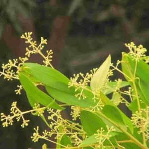 Cloud Farm Bay Leaf Plant