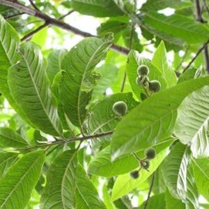 Cloud Farm Rudraksha Plant