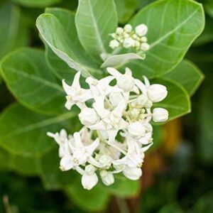Mohini Plant Safed Aak Plant
