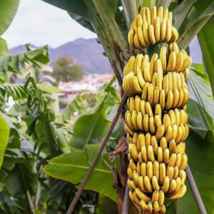 Bee Green Banana Plant