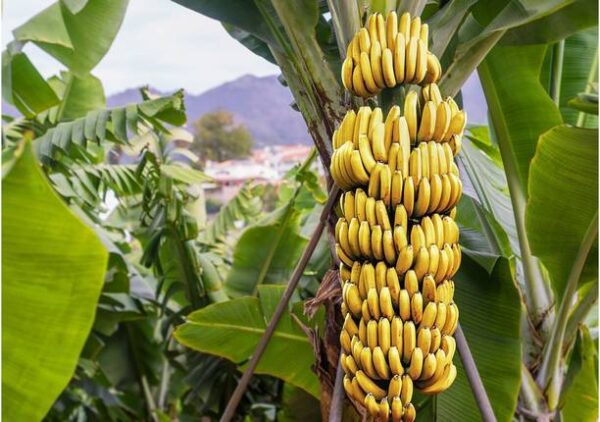 Bee Green Banana Plant