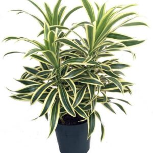 KUMUBON Dracaena Plant