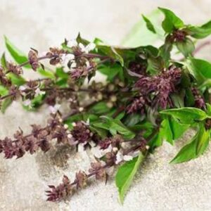 EVY Tulsi Plant