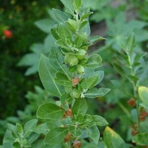 MODERN PLANT Ashwagandha/Indian Ginseng