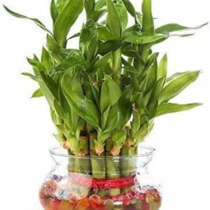 SKDIYA Two Layer Bamboo Plant