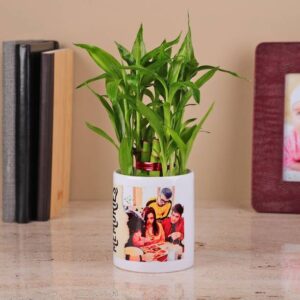 FNP Bamboo Palm Plant