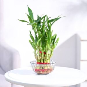 UGAOO Two Layer Bamboo Plant
