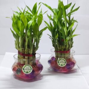 Tiny Orchid Lucky Bamboo Plant
