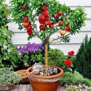ABEFARIYA Apple Plant
