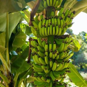 SAVE GREEN Banana Plant