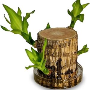 Rukonza Brazilian Wood