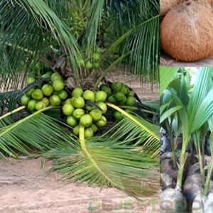 tutkitu Coconut Plant