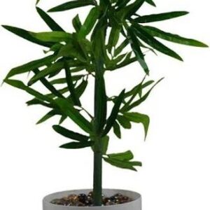 Bee Green Two Layer Bamboo Plant