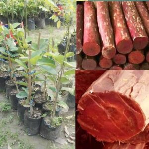 EDEN OF EARTH Red Sandalwood Plant