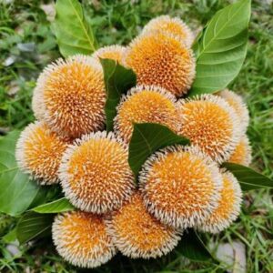 EDANGRAVY Baraba plant