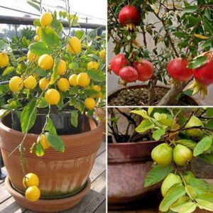 APOSOLUARD Lemon Plant, Guava Plant, Pomegranate Plant