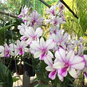 APOSOLUARD Orchid Plant