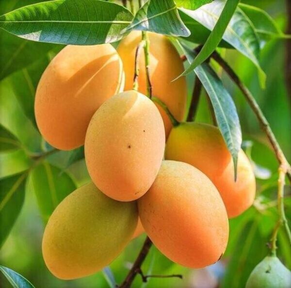 Aquinnah Mango Plant