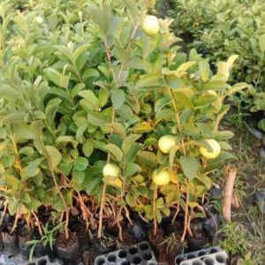 minatigreenhouse Guava Plant