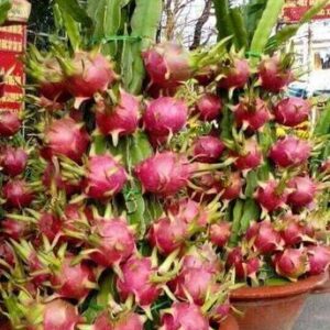 the green dotcom Dragon Tree