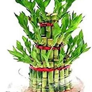 Good Ammo Two Layer Bamboo Plant