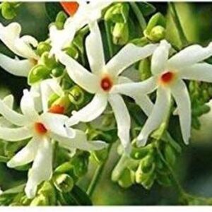 the green dotcom Parijat/Harsingar Plant