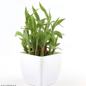 Flora And Fauna Lucky Bamboo Plant