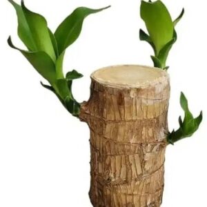 Phulwa Dracaena Plant