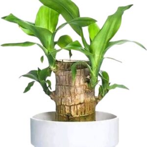 SBGARDEN Bamboo Palm Plant