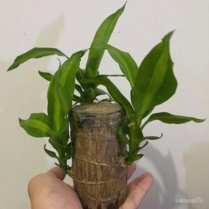 crockdile Bamboo Palm Plant
