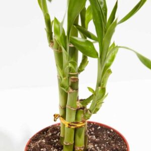 SHINUEVERGREEN Two Layer Bamboo Plant
