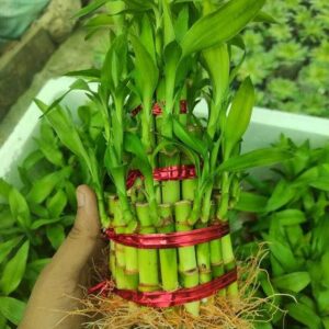 Biswas Bloom Lucky Bamboo Plant, Water Bamboo Plant