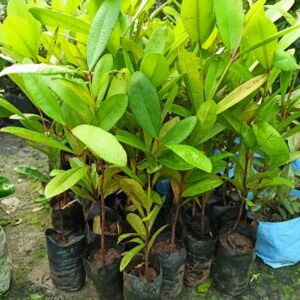 ALOCHUZ All Spice Plant