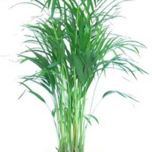 Ukanda Areca Plam