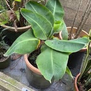 MAQINPLANTHOUSE Banana Plant